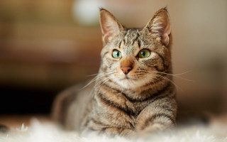White cat green eyes curious - curious free wallpaper