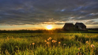 Dandelions grass hill sunset cloudy - german romanticism free wallpaper