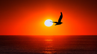 Bird ocean sunset silhouette moon - over the ocean free wallpaper