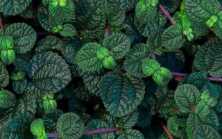 Green plant leaves black background - a green plant free wallpaper