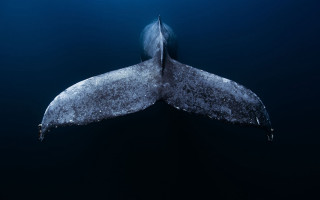 Large whale swimming tail up - its tail free wallpaper