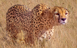 Cheetah tall grass wild outdoors - sharp focus free wallpaper