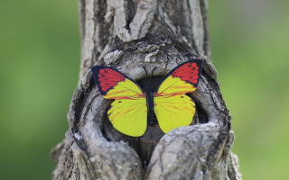 Yellow red butterfly on trunk - butterfly free wallpaper