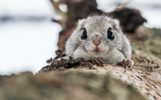 Small rodent tree trunk surprised - a small rodent free wallpaper