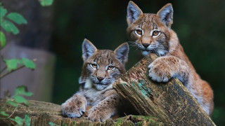 Lynx cubs tree stump curious - a curious look free wallpaper