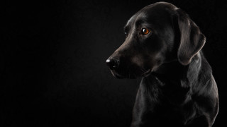 Black dog yellow eye dark - the camera in the dark free wallpaper