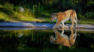 Tiger reflection lake forest rock - a tiger free wallpaper