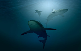 Sharks ocean light shining person - douglas robertson bisset free wallpaper