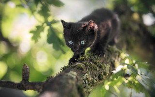 Black kitten blue eyes climbing - branch free wallpaper