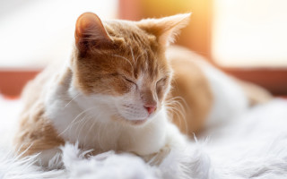 Sleeping cat on fluffy white - its head free wallpaper