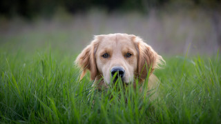 Dog sad eyes grass outdoors - his face free wallpaper