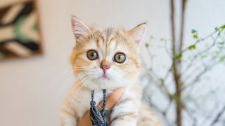 Surprised cat on arm blurry - ascii art free wallpaper