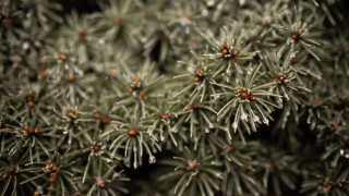 Red flowered plant closeup macro - a close up of a plant free wallpaper