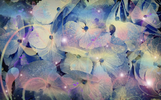 Flower blue background white circle - vivid color free wallpaper