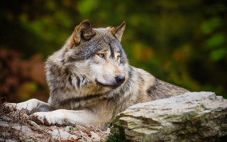 Wolf laying rock woods sad - caspar wolf free wallpaper