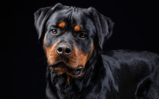 Black brown dog animal photography - elke vogelsang free wallpaper