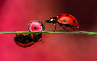 Ladybugs greenleaf pinkflower macro ArieSmit - a green leaf free wallpaper