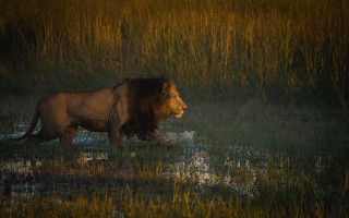 Lion walking tall grass water - sunset free wallpaper