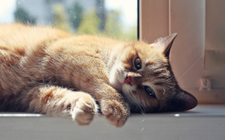 Cat laying on window sill - sunny day free wallpaper