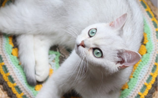 White cat rug blue eyes - the floor next free wallpaper
