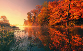River trees sunset autumn magic - a bunch of trees free wallpaper