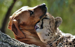 Dog cat playing sun tree - wild free wallpaper