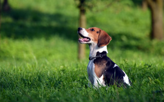 Dog grass shiba inu outdoor - its mouth open free wallpaper