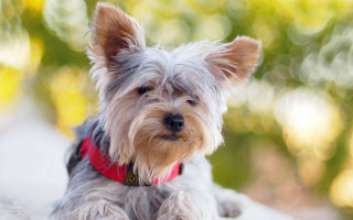Small dog red collar rock - a rock outside free wallpaper