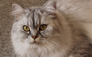 Sad cat yellow eyes photorealistic - eye free wallpaper
