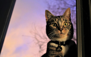 Cat window purple sky blurry - a purple sky in the background free wallpaper