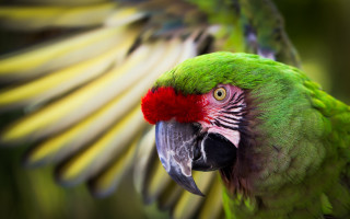 Green parrot red head wings - its wing free wallpaper