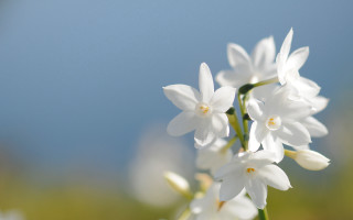 White flowers blue sky macro 2 - white flower free wallpaper