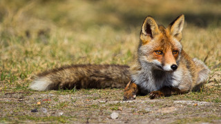 Fox field dirt grass plant - a fox free wallpaper