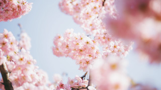 Pink flower cherry blossoms blue - a close up of a tree free wallpaper