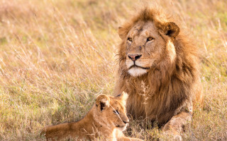 Lion cub wildgrass naturalism puzzleanimal - the camera man free wallpaper