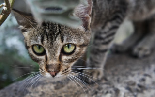 Cat branch green eyes blurry - background of leaves free wallpaper