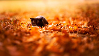 Autumn cat leaves battle fire - autumn time free wallpaper