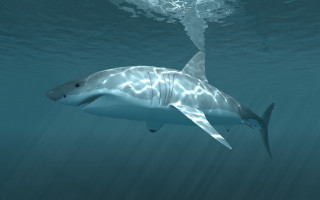 Shark ocean bubbles white shark - the water behind free wallpaper