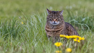 Cat field flowers grass blurry - tall grass free wallpaper