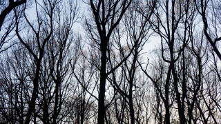 Winter bare trees blue sky - a group of trees free wallpaper