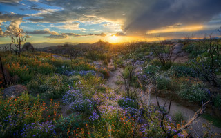 Sunset wildflowers rocks clouds horizon - a sky background free wallpaper for desktop