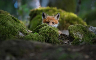 Fox curious blue eyes mossy - mossy free wallpaper