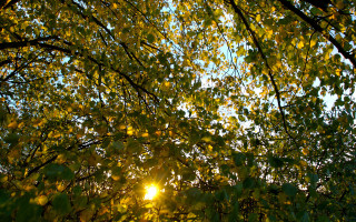 Sunshine through leaves forest autumn 2 - free light wallpaper
