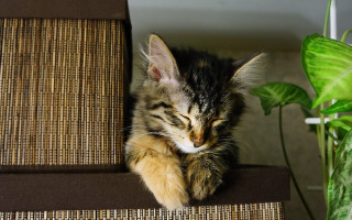 Cat couch plant fence tilt - dof free wallpaper