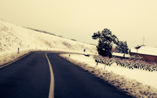 Snowy road trees cars winter - a bunch of trees free wallpaper