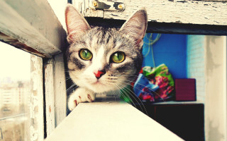 Cat green eyes window nose - brenda chamberlain free wallpaper
