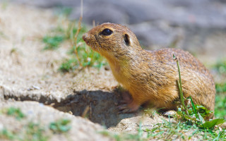 Small rodent rock grass rockwall - a small rodent free wallpaper