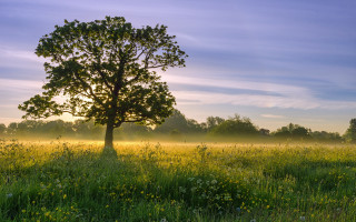 Tree foggy field flower horizon - beautiful free wallpaper for desktop