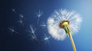 Dandelion wind blue sky white - a blue sky background free wallpaper