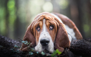 Dog tree branch woods sad - a stock photo free wallpaper